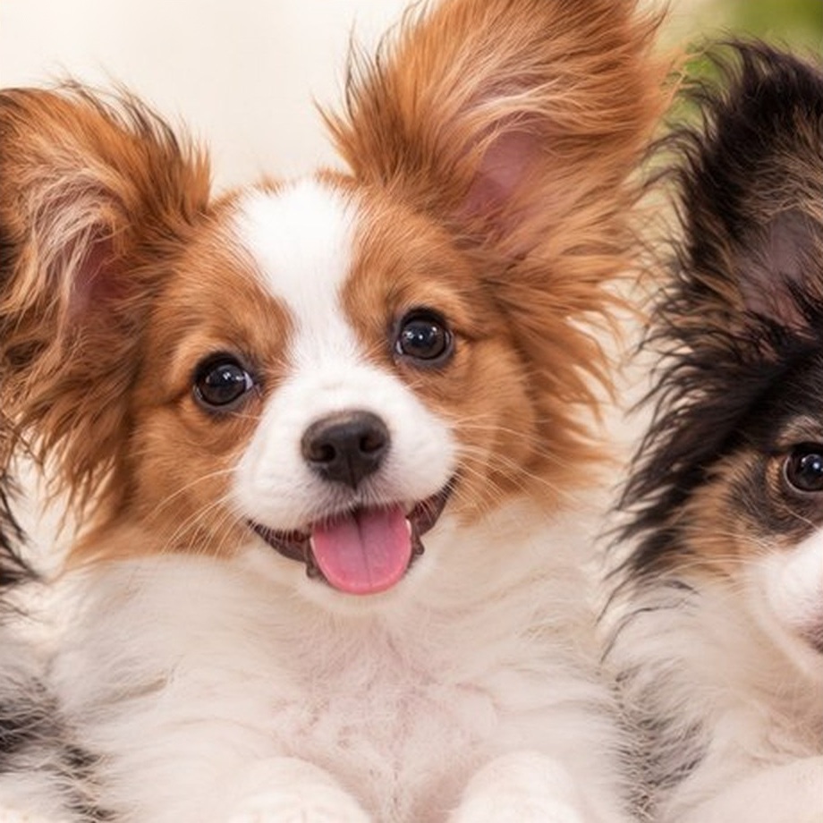 A Papillon puppy looking at the camera